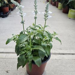 White Salvia PLANTS ARRIVE, BEAUTIFUL AND HEALTHY. $10 EACH