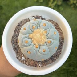 Rare Beautiful Oobio Super White  LW Cactus Succulent Plant 