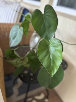 Philodendron Plant Huge Leave 