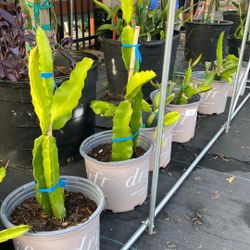 Dragon Fruit Plants