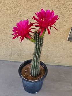 Cactus - flowering now, and more to come