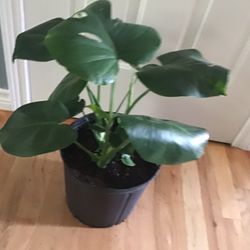 PLANT