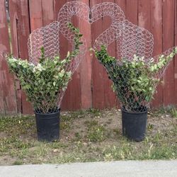 Swan Topiaries With Plants 