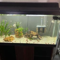 30 Gallon Tanks With Everything It And Stand