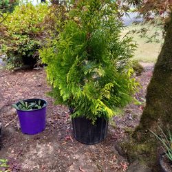 Big Beautiful Upright Landscape SHRUBS