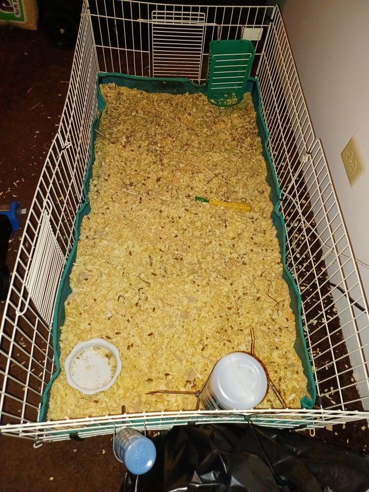Free Guinea Pig Cages And Supplies