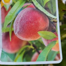 Peach Tree Grafted 5gallon Sweet Fruit 