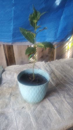 Bay leaf tree