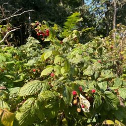 Early And Late Season Raspberry Plant Stalks Available