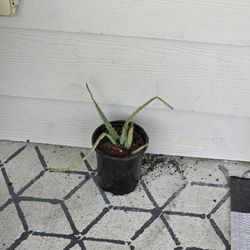 Aloe Vera Plant 