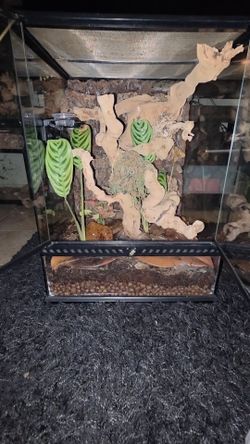 Reptile Tank