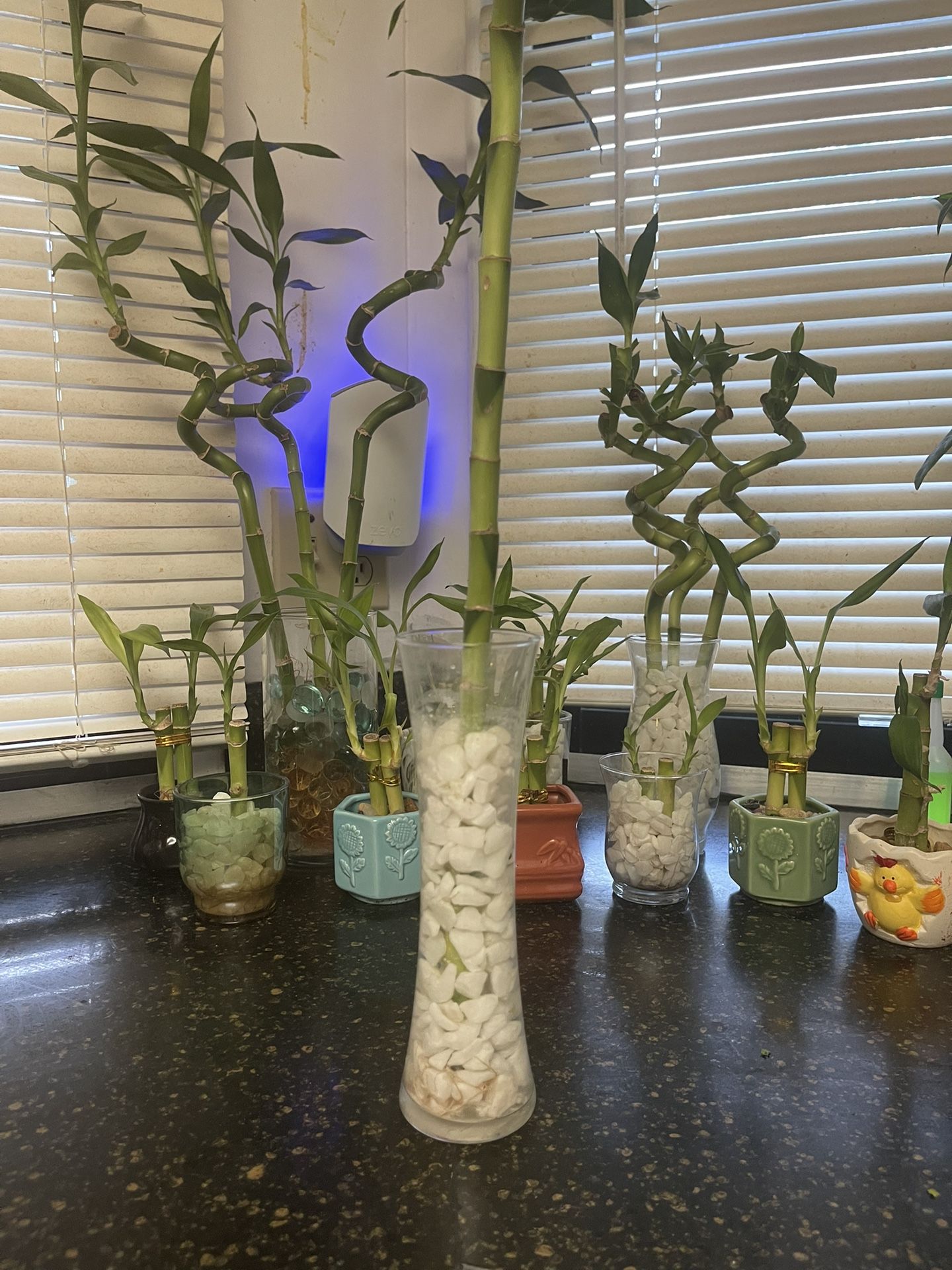 Tall Clear Vase With 1 Curly Stalk With White Rocks