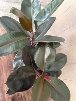 Healthy 3 rubber plants in one pot