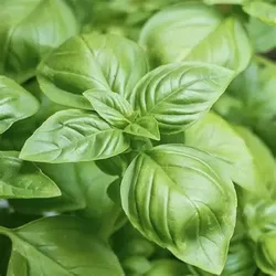 10 Genovese Basil Seed Bombs |Plantable Seed Balls | Easy Grow Gift |