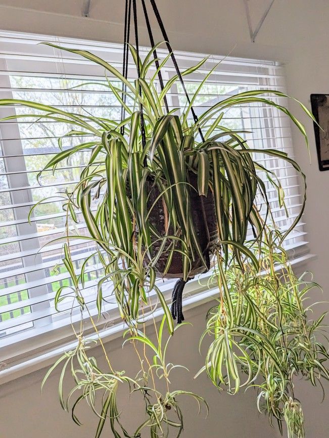 XXL SPIDER PLANT 