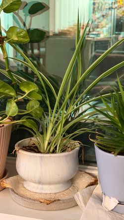 Spider Plant in White Ceramic Pot