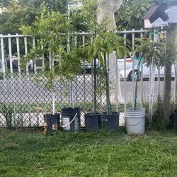 Plants 4 sale