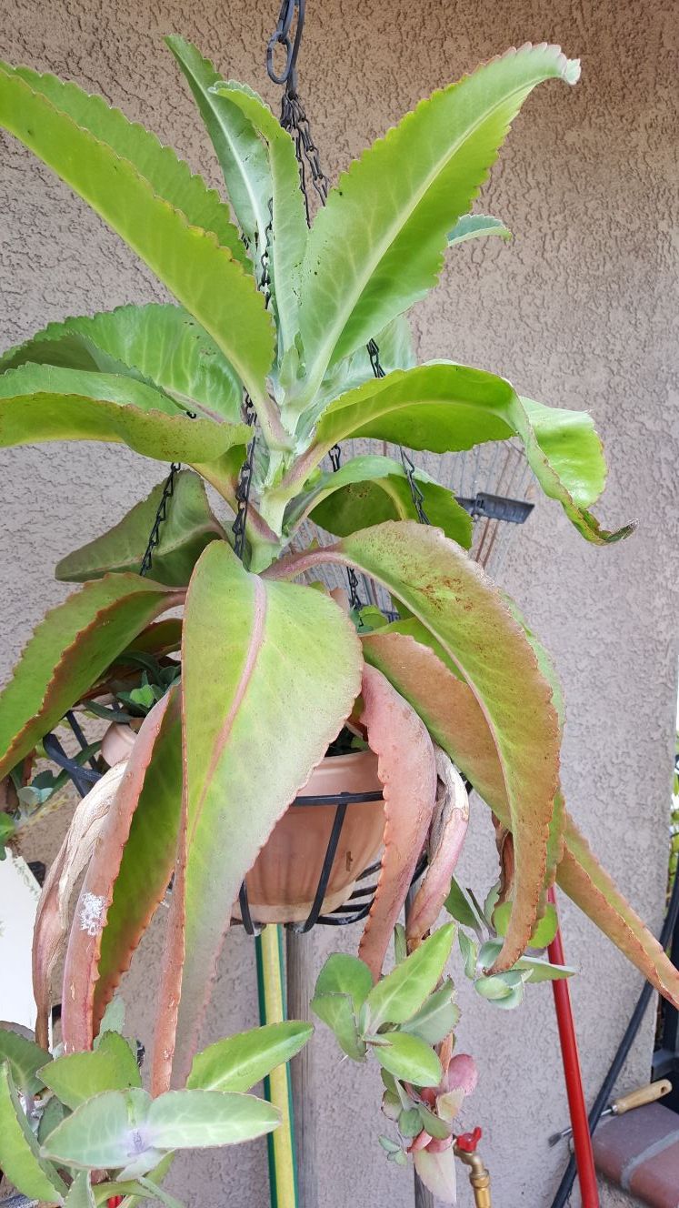 Large Cancerina plant