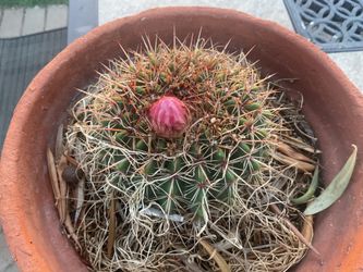 Cactus