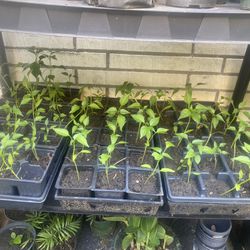 Chili Pepper Plants