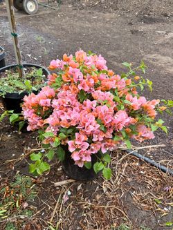 Bougainville 15gal