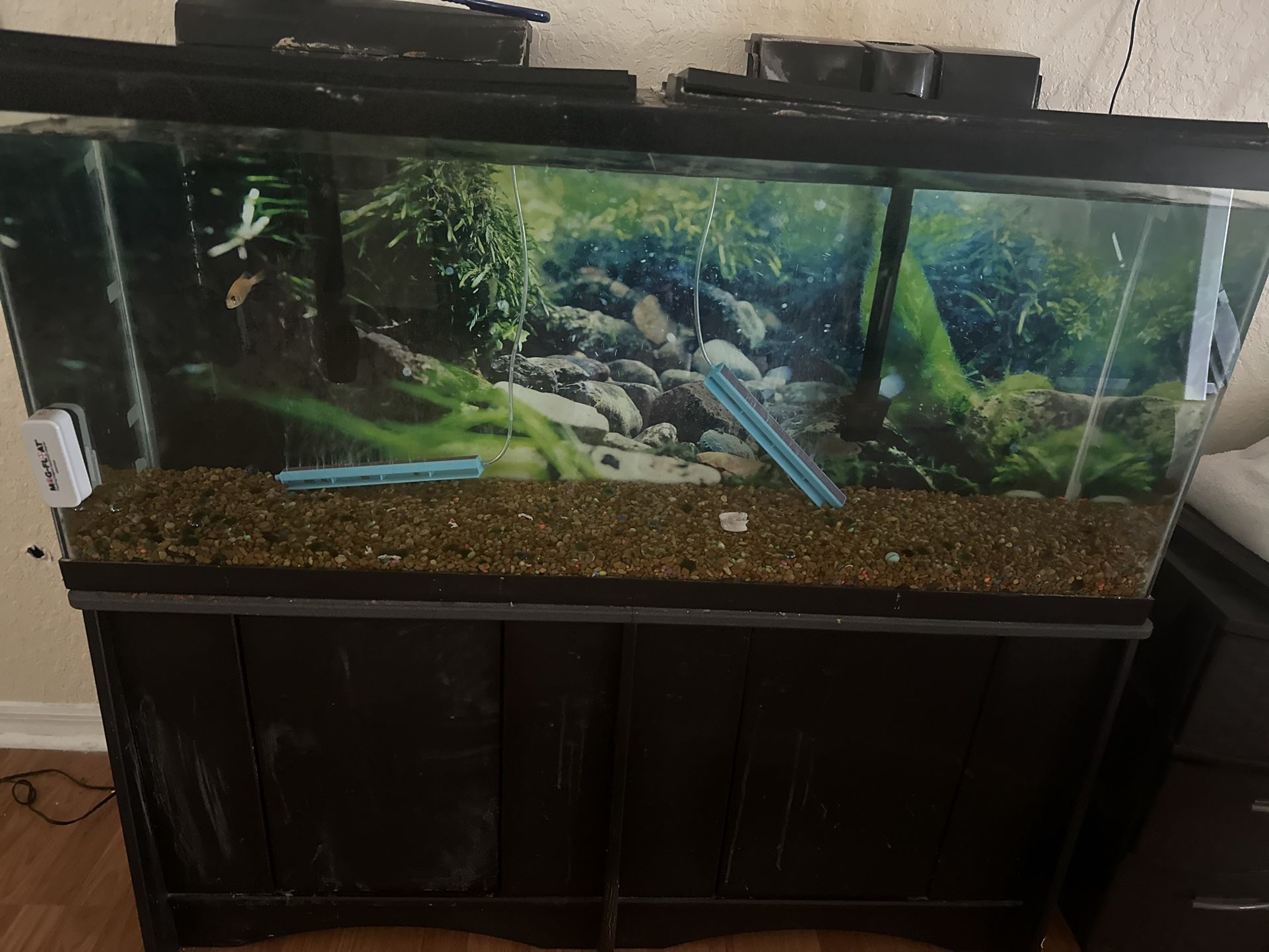 Fish tank Aquarium 