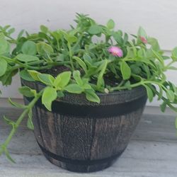 Baby Sunrose Succulent Plant 🪴 (A) 