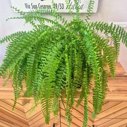 Large Fern w/ Blue Ceramic Pot