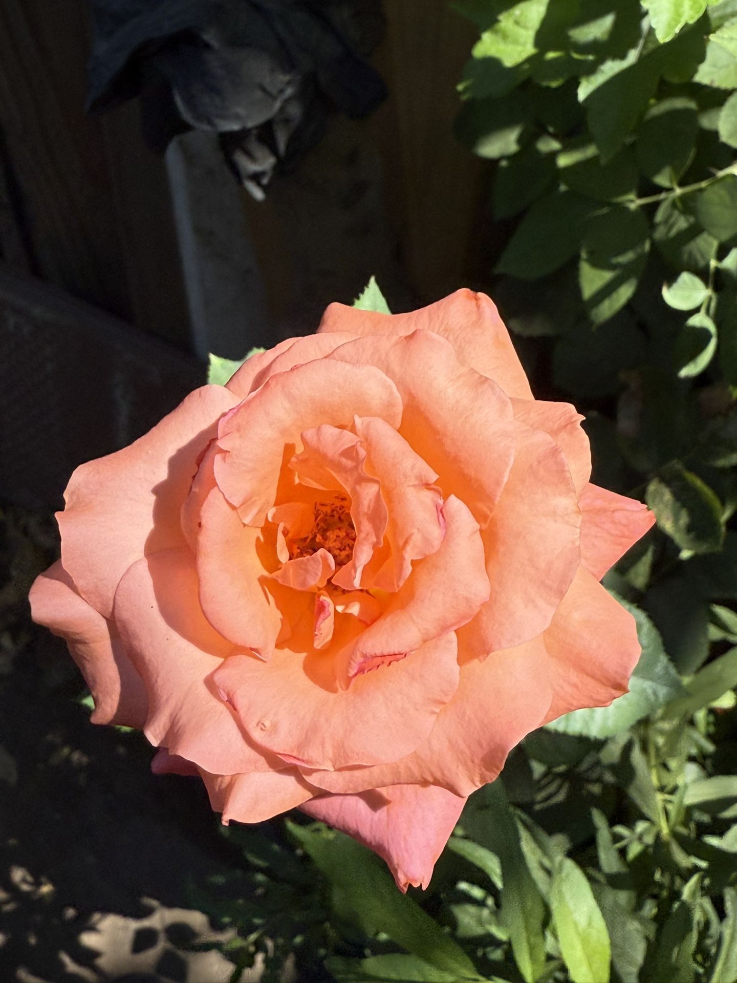 Rose Bush Plant Flower