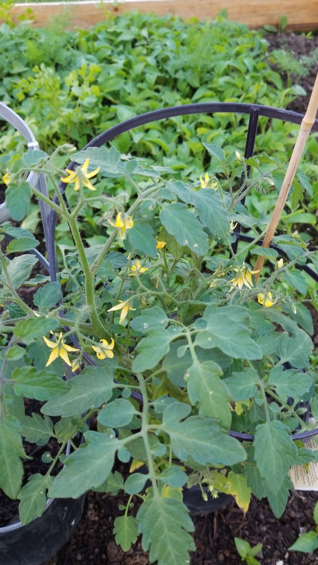 organic sweet cherry tomato plants