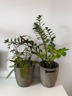 Large plants with IKEA plant pots