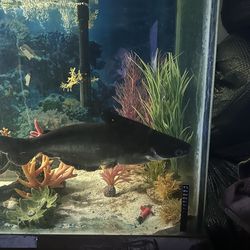 150 Gallon Fish Tank
