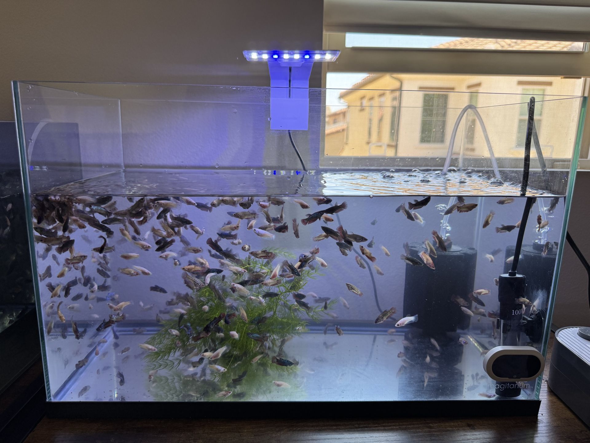 10 Gallon Fish Tank