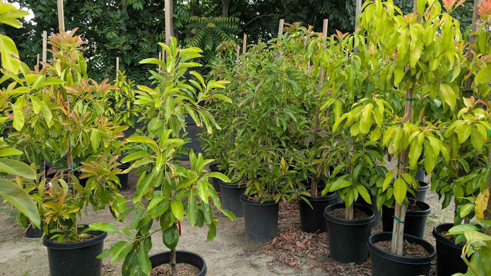 Avocado Tree ๐ฅ๐ฅ