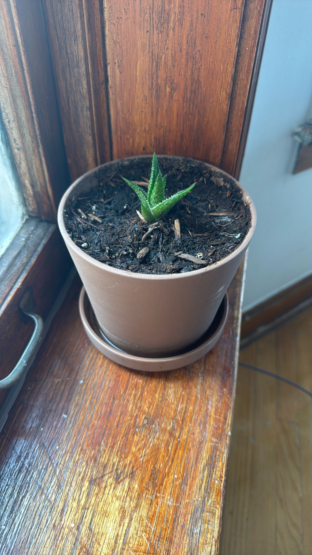 Live Succulent Plant With Pot