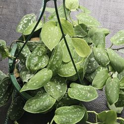 Silver Pothos House Plants 