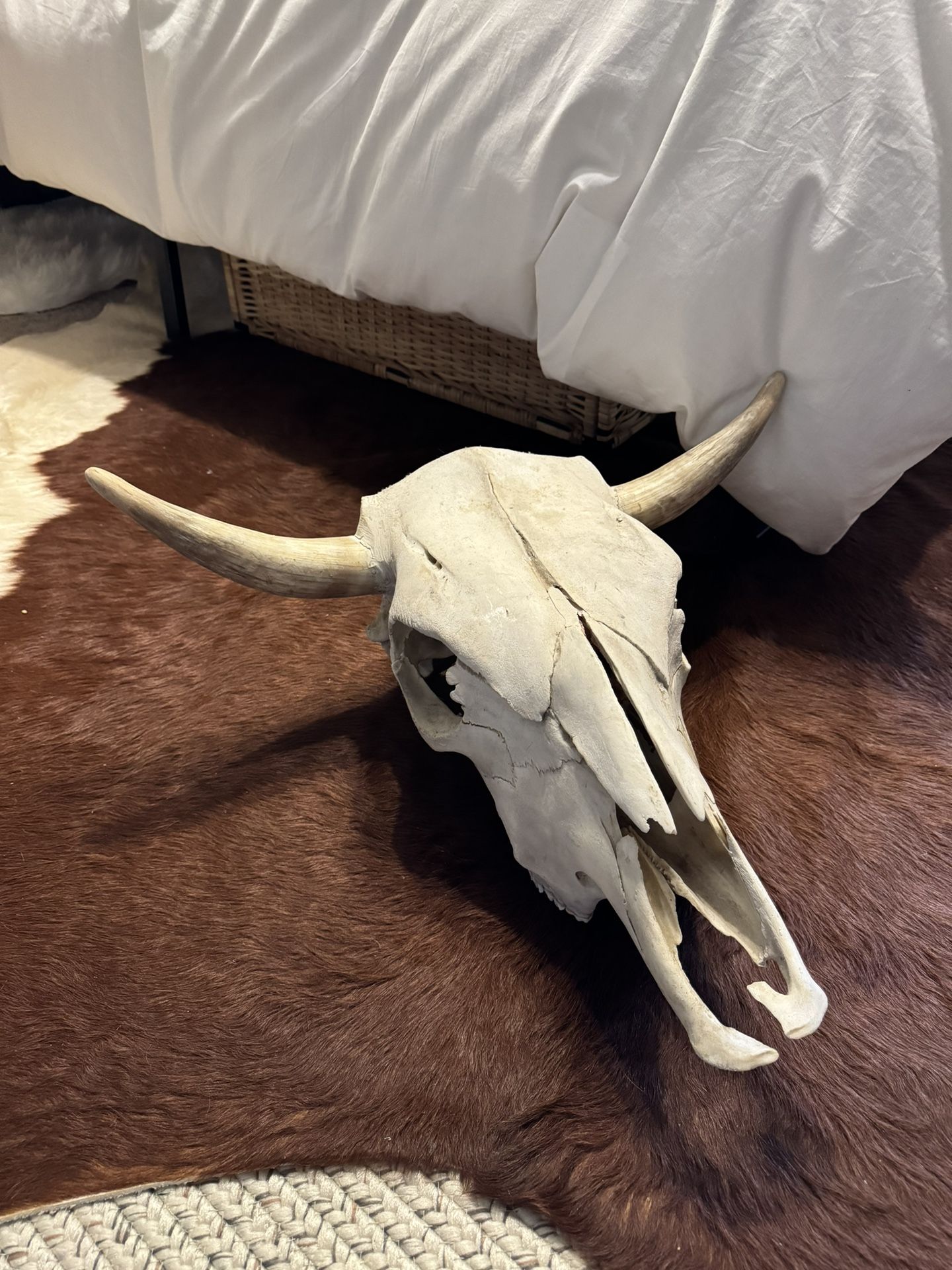 Original Bull Skull