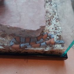 20 Gallon Reptile Tank