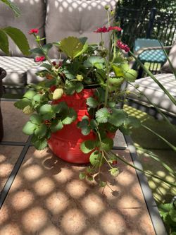 Big Strawberry Pot With 6/7 Plants Growing