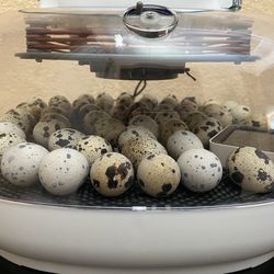 Jumbo Quail Baby Chicks, hens and Fertilized Eggs