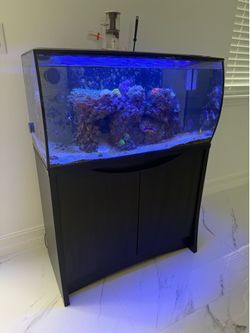 Fish tank and coral decorations