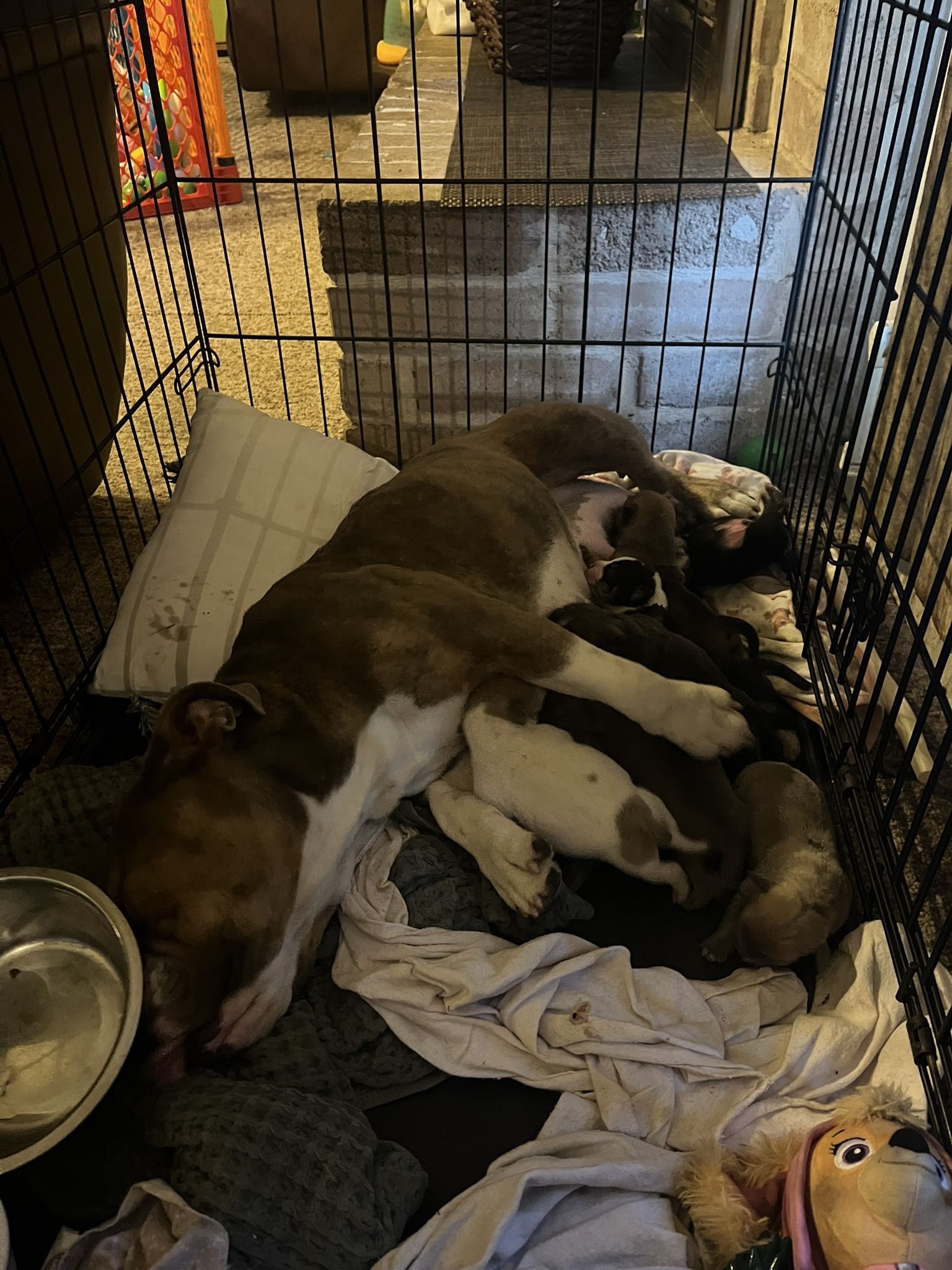 Kennel Dog Sweater And Blue Basket