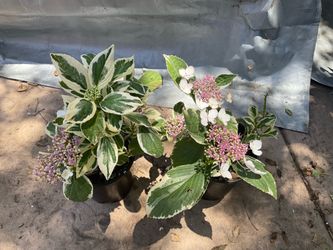 Hydrangea