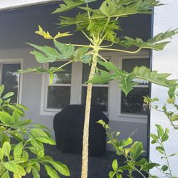 Papaya Tree 