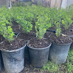 Green Gem Boxwood 7$ 5 Gallon Bushes