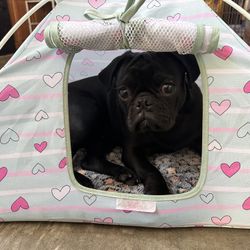 Dog/cat Tent 