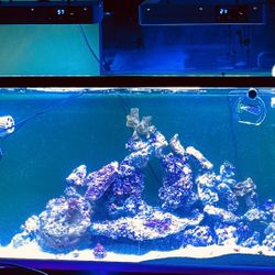 NEED GONE ASAP 100 Gallon Saltwater Fish Tank Starter 800$