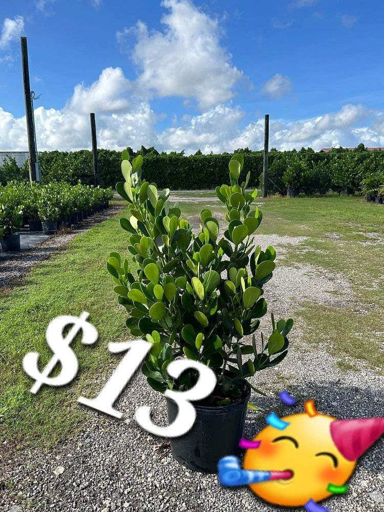 7 Gallon Clusia Only 13 Dollars!