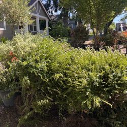 FREE PLANTS