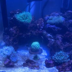 Fluval Fish Tanks, Lighting 